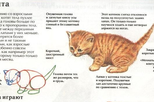 Руководство: как нарисовать кошку.